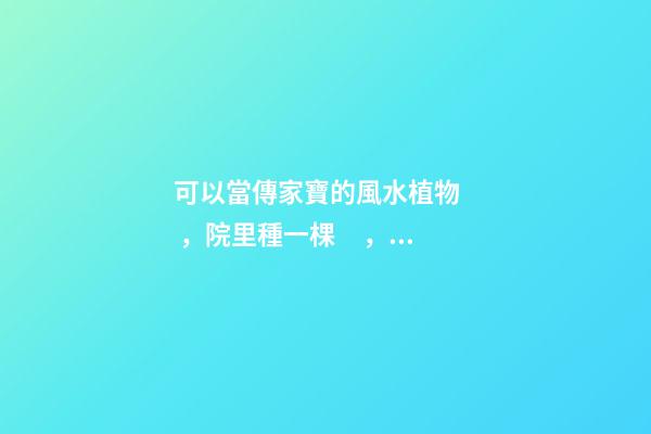 可以當傳家寶的風水植物，院里種一棵，開花就是千萬朵，紫氣東來